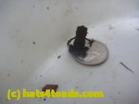 /home//u458753944/public_html/sourcegallery//Roxborough Toad Detour/2013-2019/2014/2014-06-14/P1160284.JPG